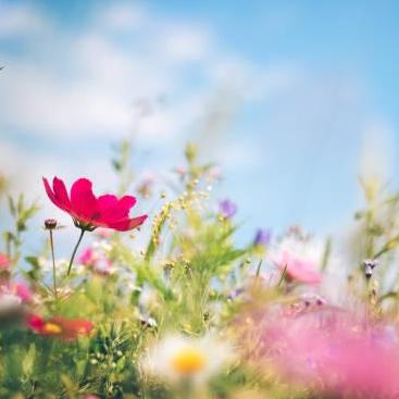 Sensation Flowers